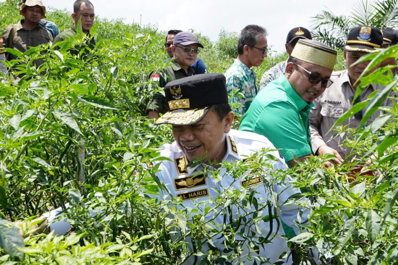 Momen Gubernur Al Haris saat Panen Cabai di Desa Tidar Kuranji, Kec. Maro Sebo Ilir, Kabupaten Batanghari. (Foto: dok. Kominfo Prov. Jambi).