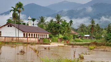 Area Persawahan Lawe Sagu Hulu Agara di Kepung Banji,Juga Area SD Kandang Mbelang